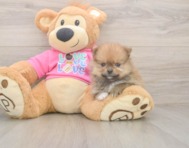 8 week old Pomeranian Puppy For Sale - Premier Pups
