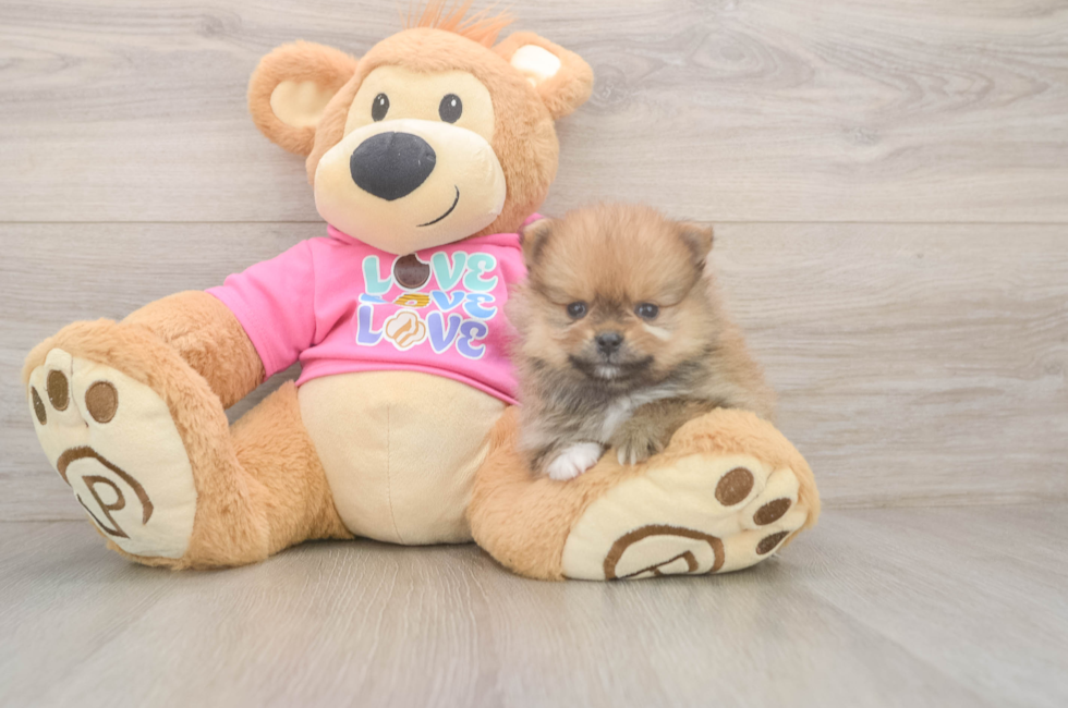 5 week old Pomeranian Puppy For Sale - Premier Pups