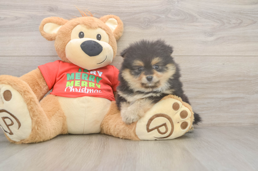 5 week old Pomeranian Puppy For Sale - Premier Pups