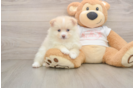Happy Pom Purebred Puppy