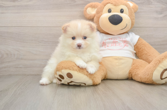 Happy Pom Purebred Puppy