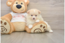 Friendly Pomeranian Purebred Pup
