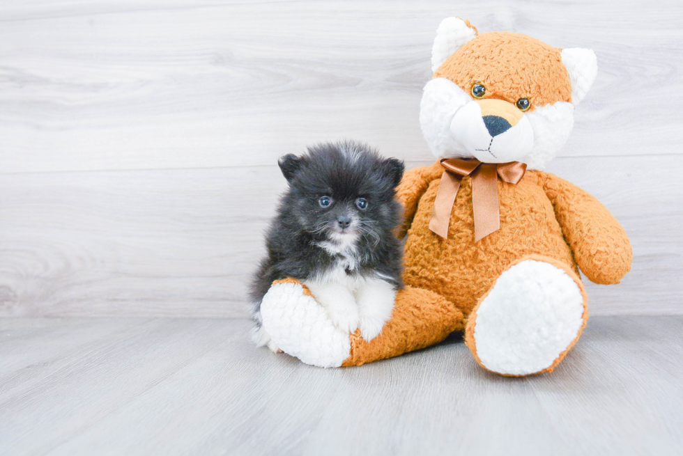 Hypoallergenic Pomeranian Purebred Pup