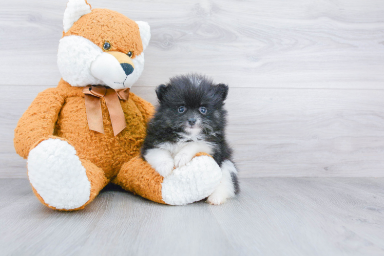 Pomeranian Puppy for Adoption