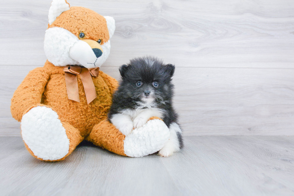 Pomeranian Puppy for Adoption