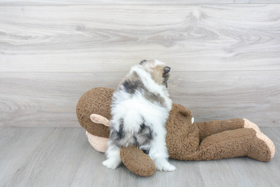 Small Pomeranian Purebred Pup