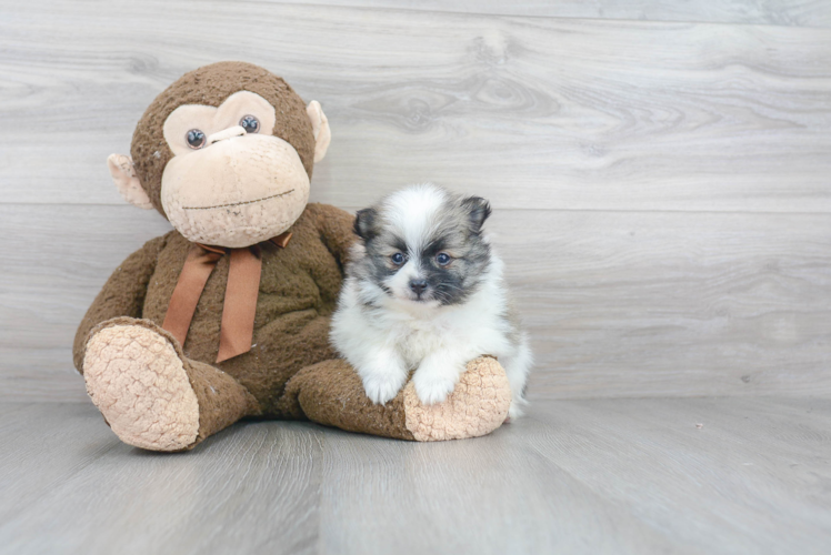 Energetic Pomeranian Purebred Puppy