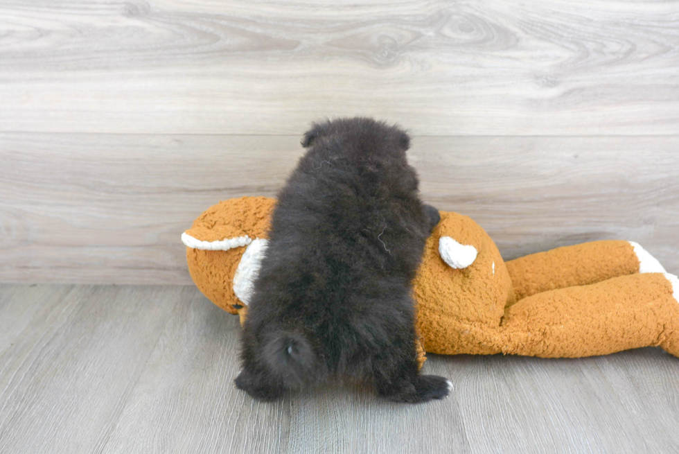 Cute Pomeranian Purebred Puppy