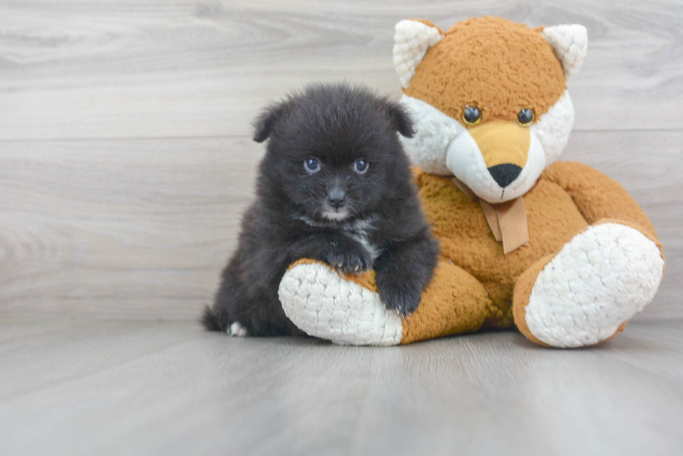 Happy Pomeranian Purebred Puppy