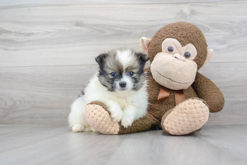 Hypoallergenic Pomeranian Purebred Pup