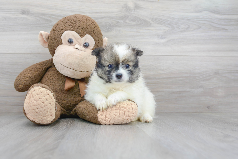 Friendly Pomeranian Baby