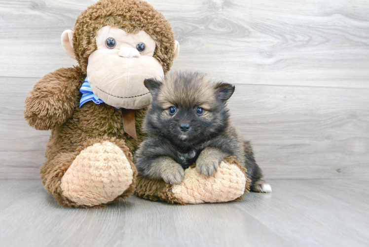 Pomeranian Puppy for Adoption