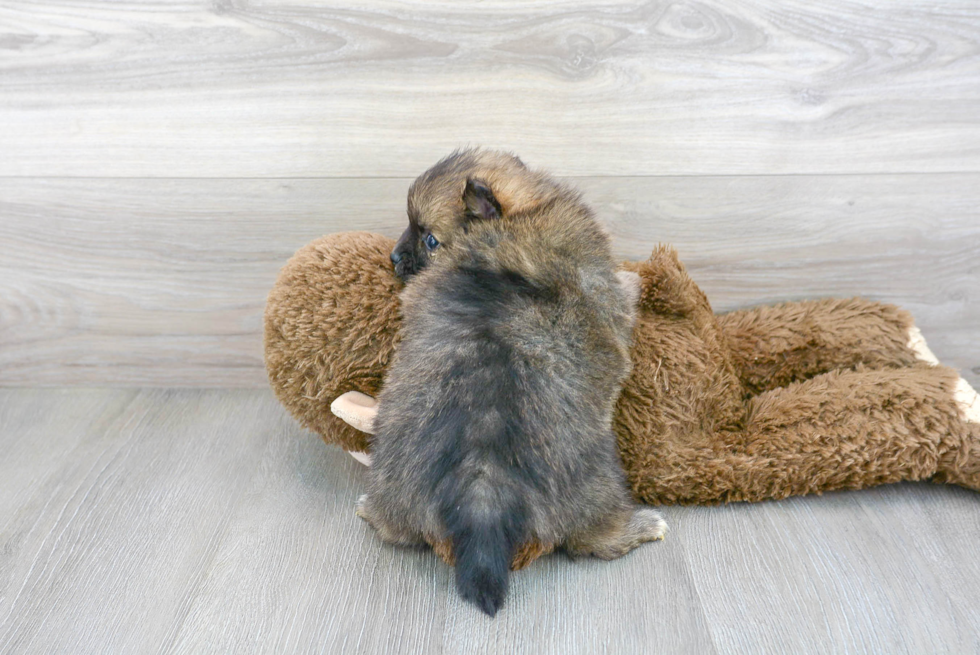 Pomeranian Pup Being Cute