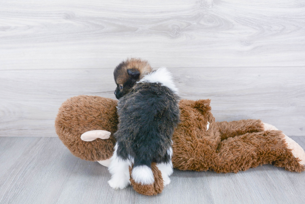 Cute Pomeranian Purebred Puppy