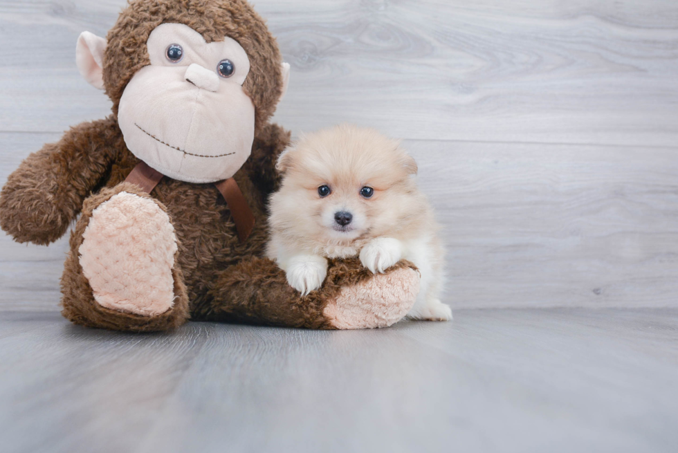 Fluffy Pomeranian Purebred Puppy