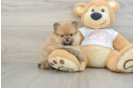 Best Pomeranian Baby