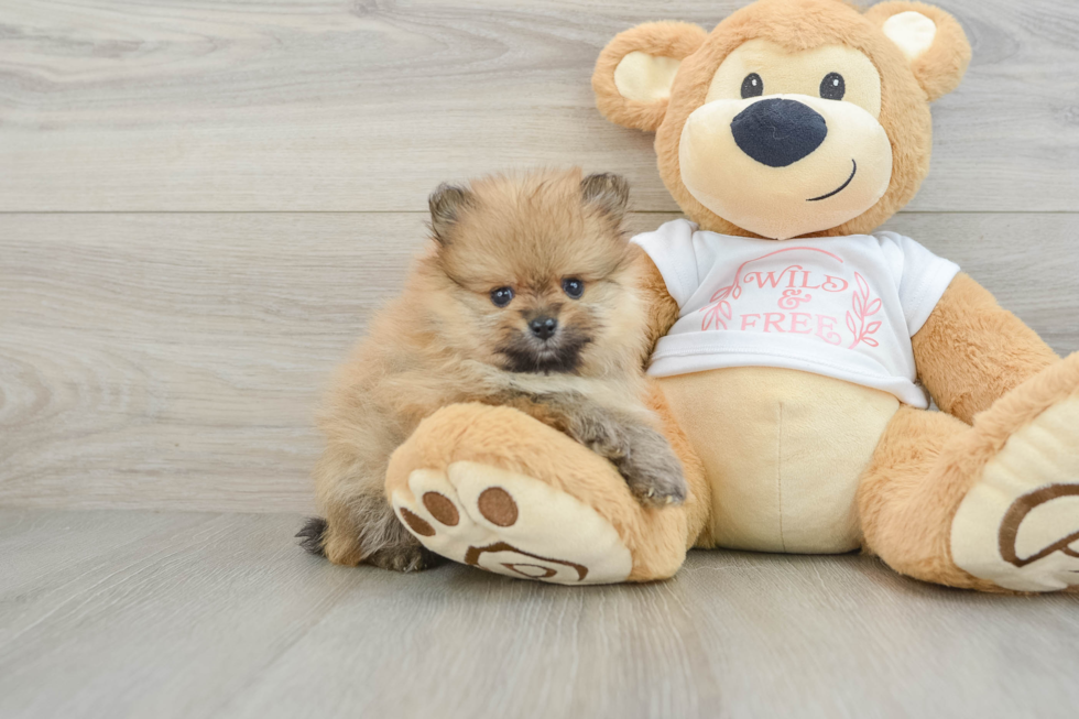 Best Pomeranian Baby