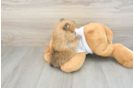 Adorable Dwarf Spitz Purebred Puppy