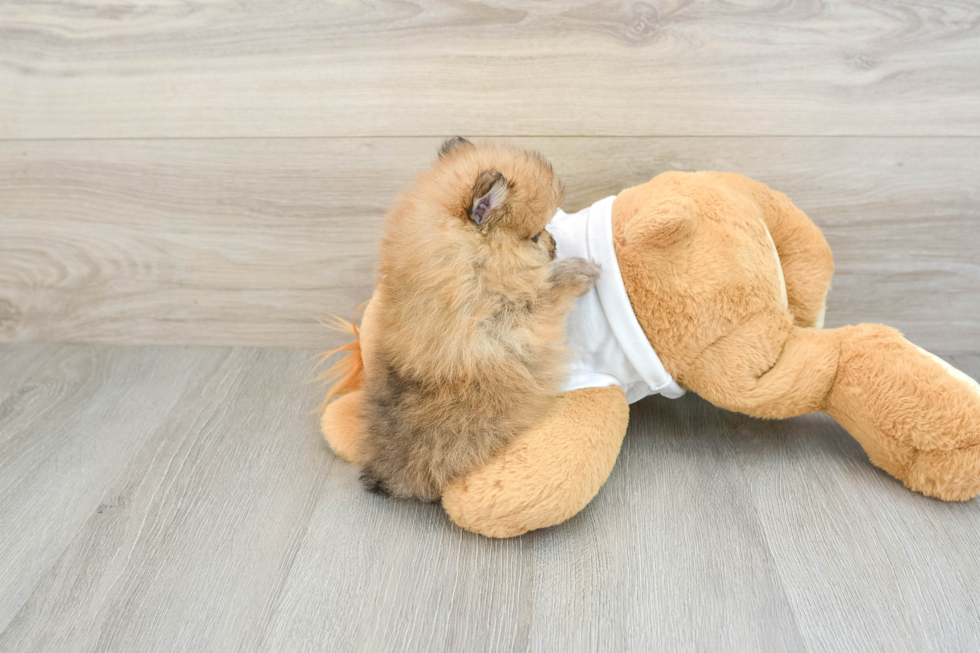 Adorable Dwarf Spitz Purebred Puppy