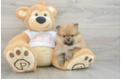 Funny Pomeranian Purebred Pup