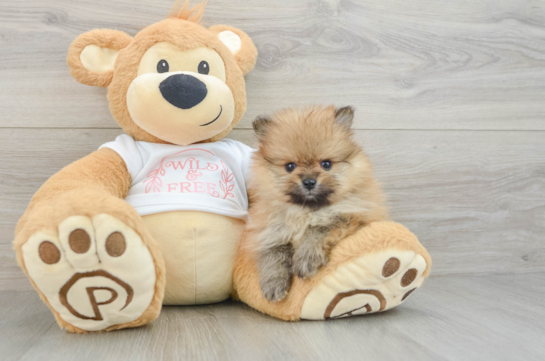 Funny Pomeranian Purebred Pup