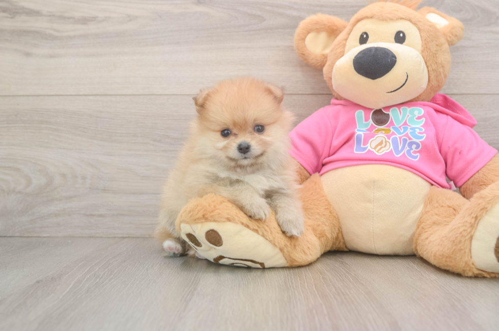 6 week old Pomeranian Puppy For Sale - Premier Pups