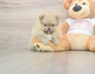 7 week old Pomeranian Puppy For Sale - Premier Pups