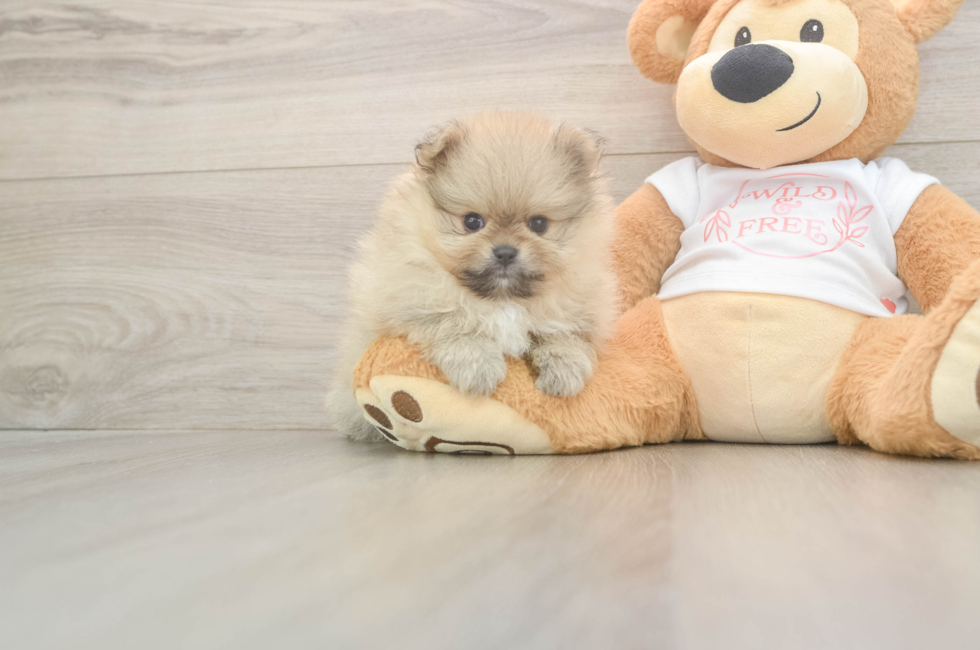5 week old Pomeranian Puppy For Sale - Premier Pups