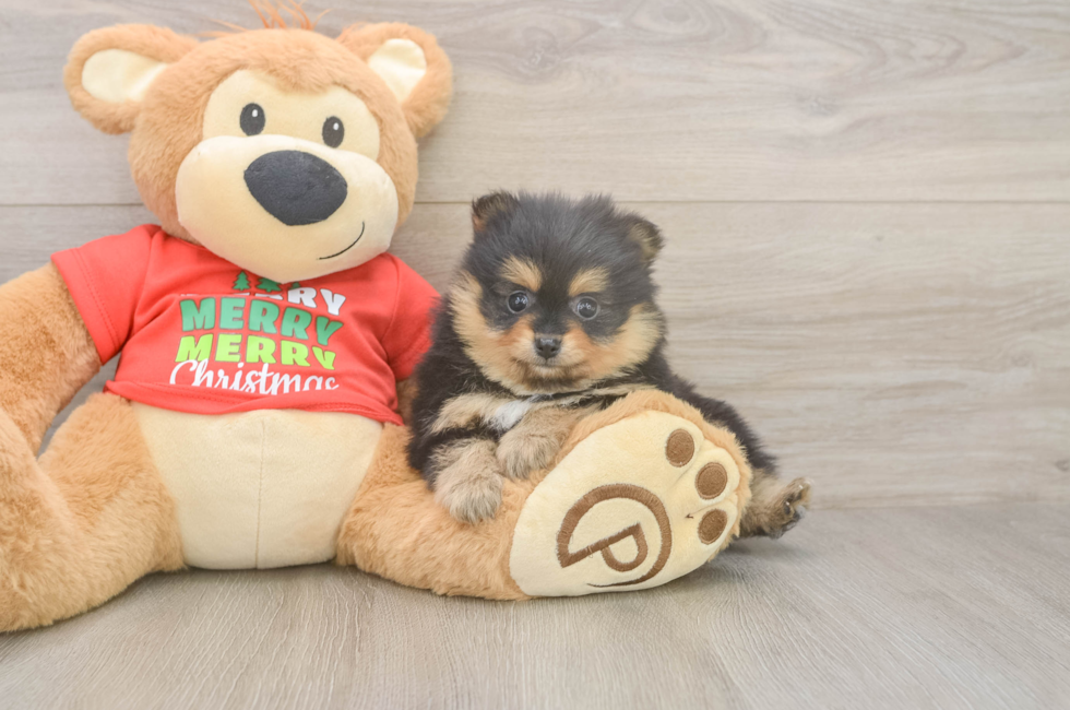 5 week old Pomeranian Puppy For Sale - Premier Pups