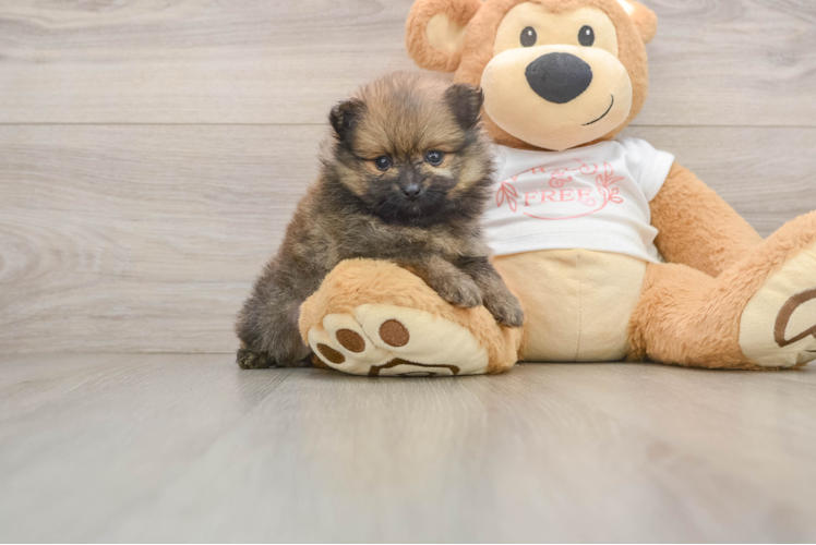 Happy Pom Purebred Puppy