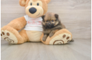 Funny Pomeranian Baby