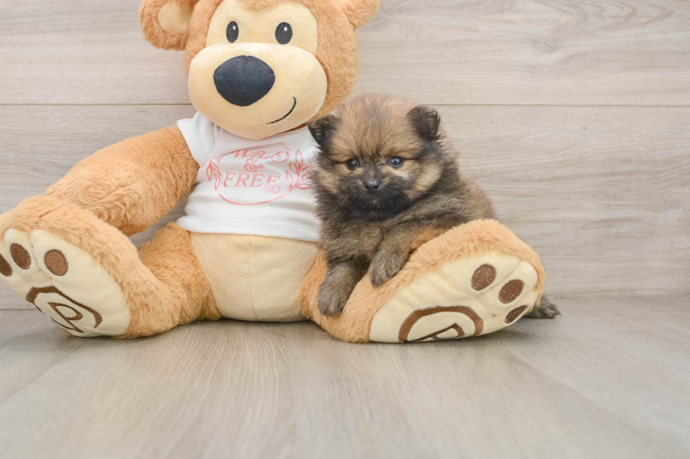 Funny Pomeranian Baby