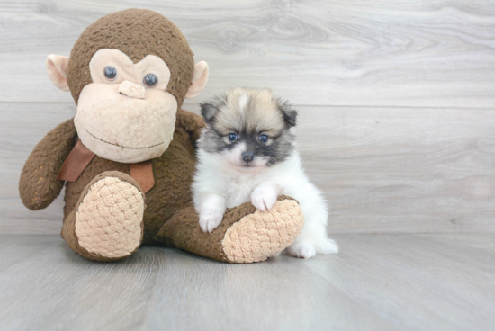 Energetic Pomeranian Purebred Puppy