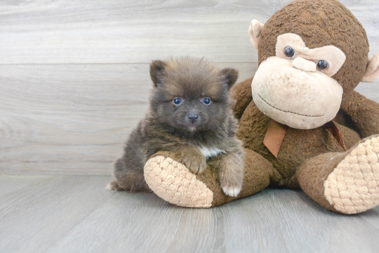 Akc Registered Pomeranian Baby
