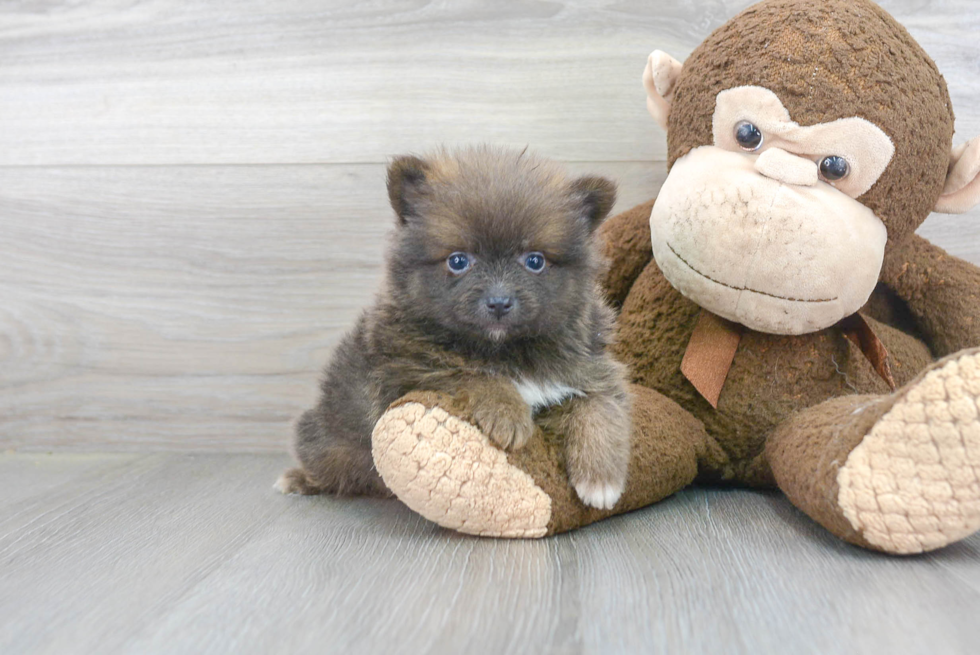 Akc Registered Pomeranian Baby