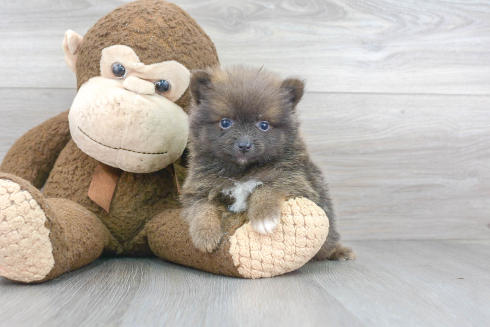 Popular Pomeranian Baby