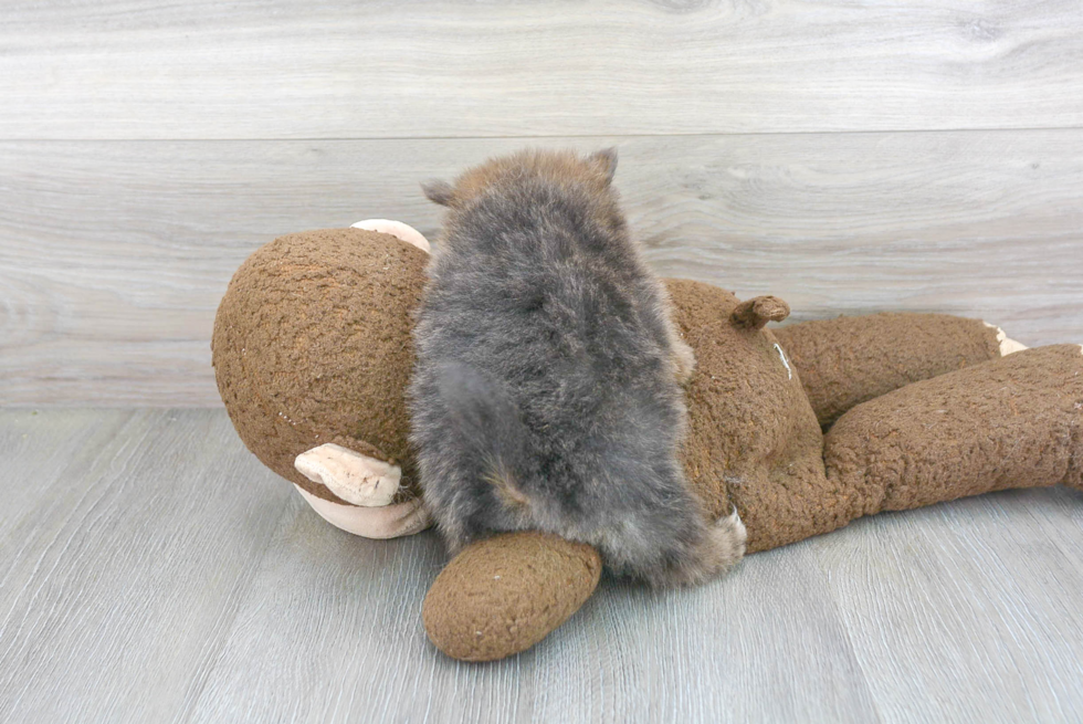 Popular Pomeranian Purebred Pup