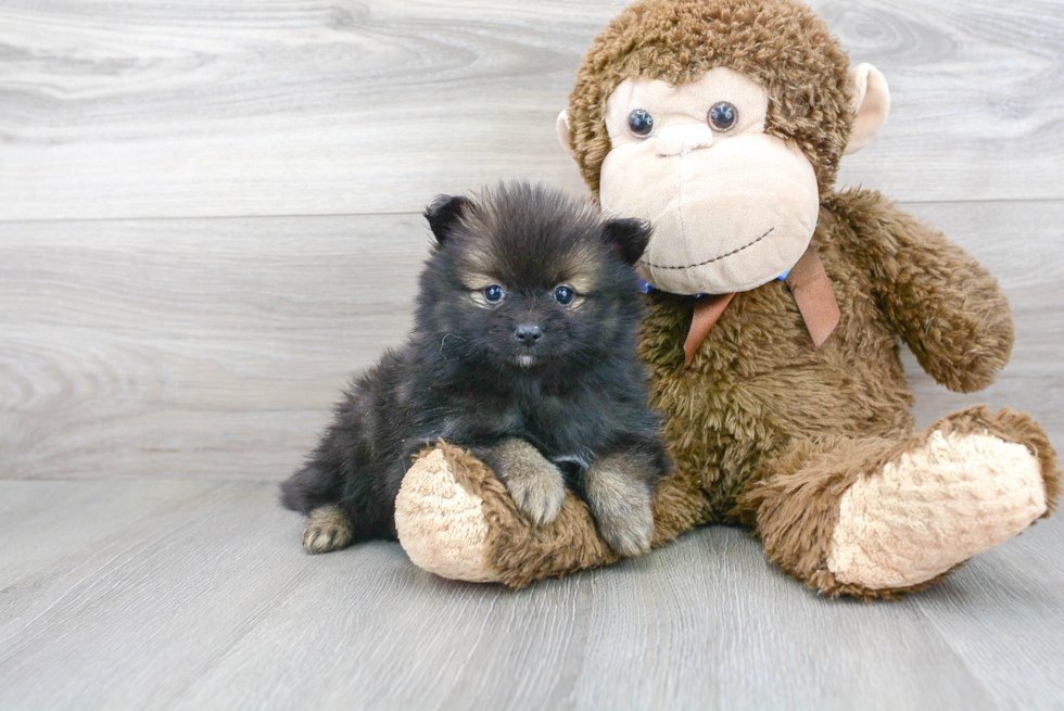 Little Pomeranian Purebred Pup