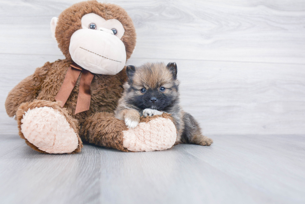 Playful Pomeranian Baby