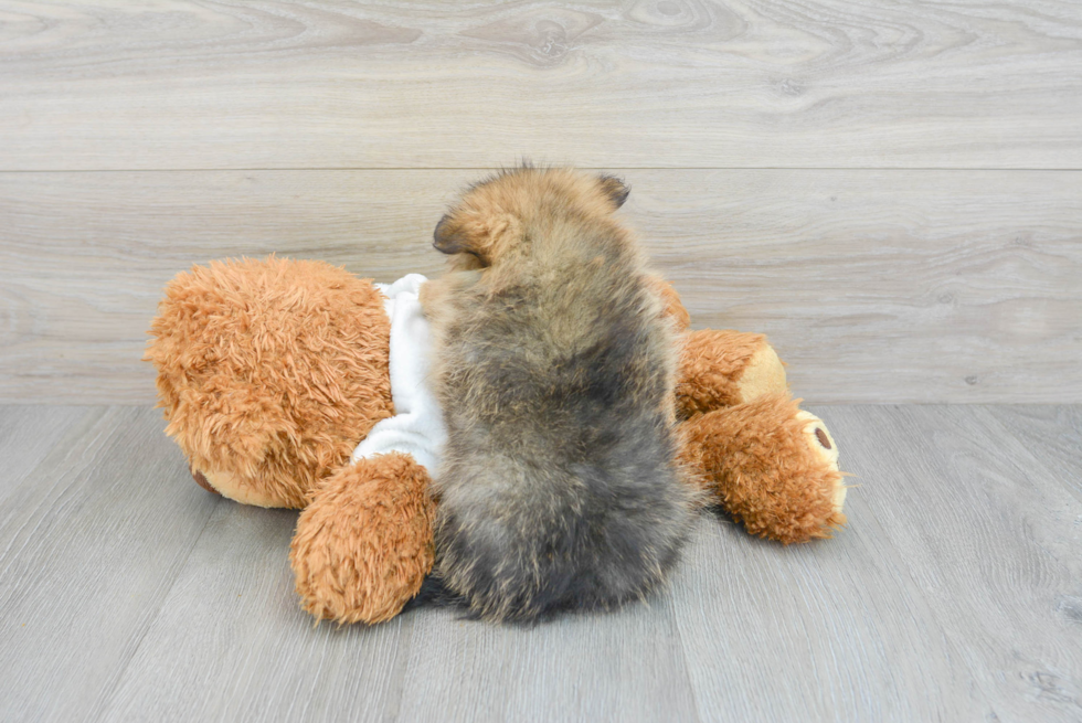 Friendly Pomeranian Baby