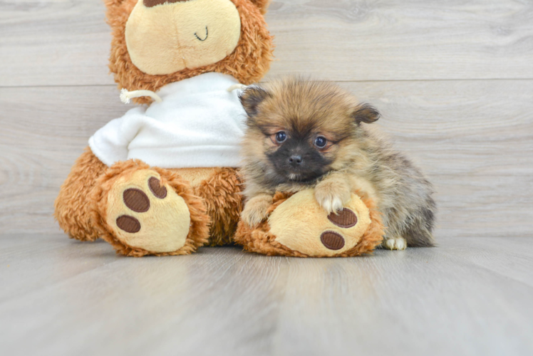 Pomeranian Puppy for Adoption