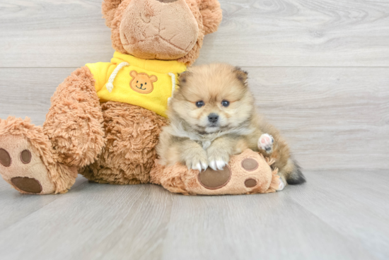 Pomeranian Pup Being Cute