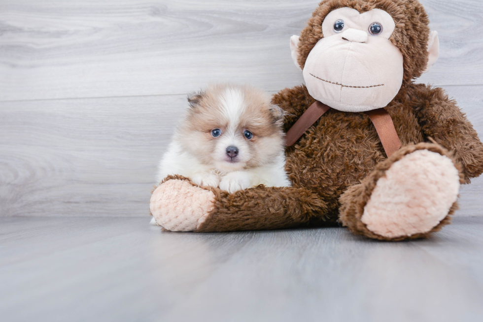 Energetic Pomeranian Purebred Puppy