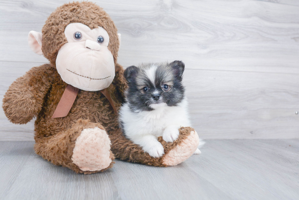 Playful Pomeranian Baby