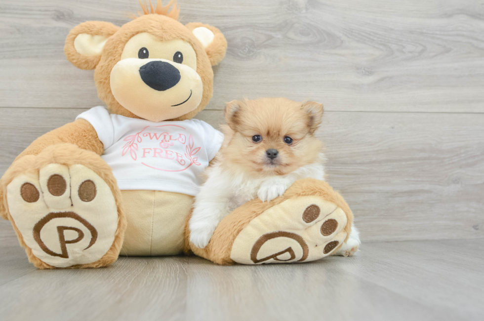 5 week old Pomeranian Puppy For Sale - Premier Pups