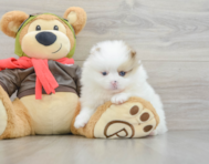 5 week old Pomeranian Puppy For Sale - Premier Pups