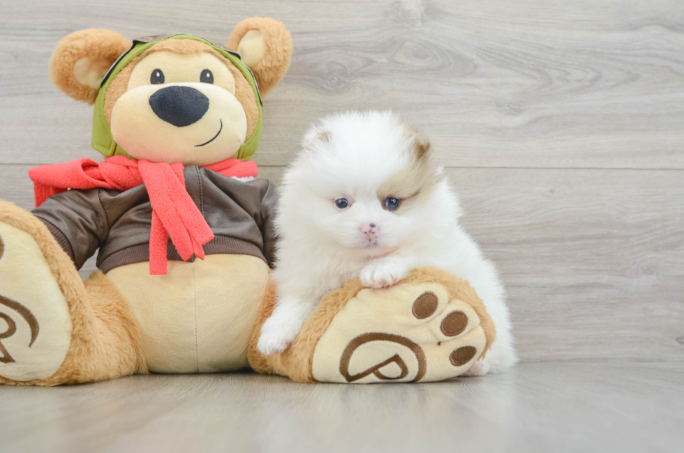 5 week old Pomeranian Puppy For Sale - Premier Pups