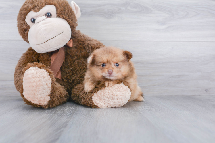 Small Pomeranian Baby