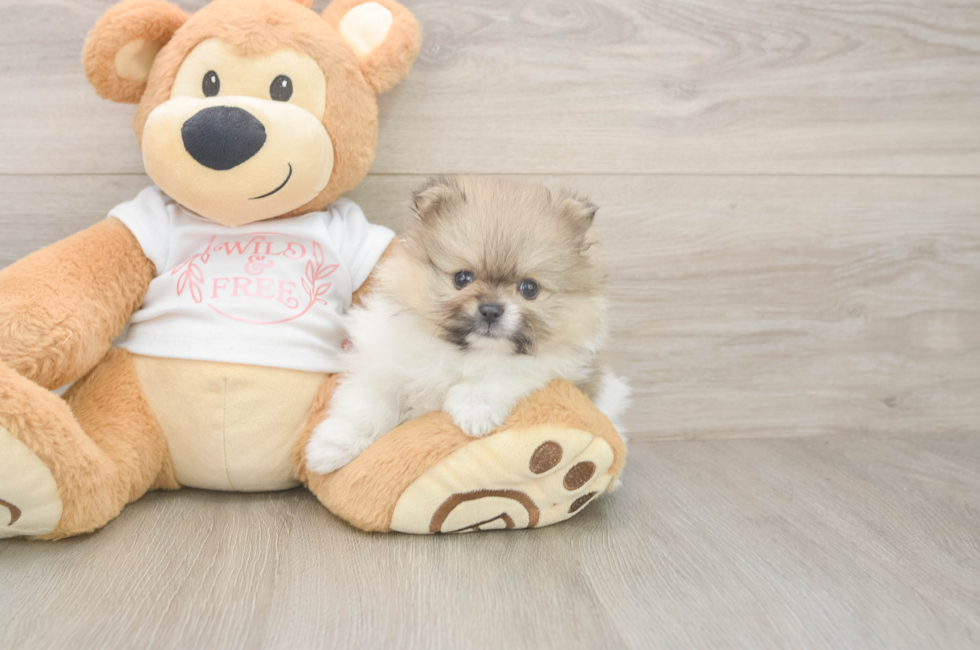 5 week old Pomeranian Puppy For Sale - Premier Pups