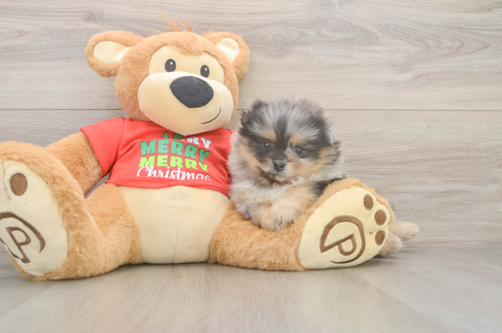 5 week old Pomeranian Puppy For Sale - Premier Pups